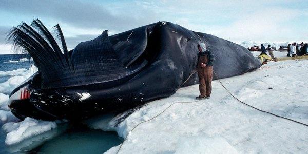 科普文章    弓头鲸是现今体重上限与蓝鲸最相近的物种,也是露脊鲸科